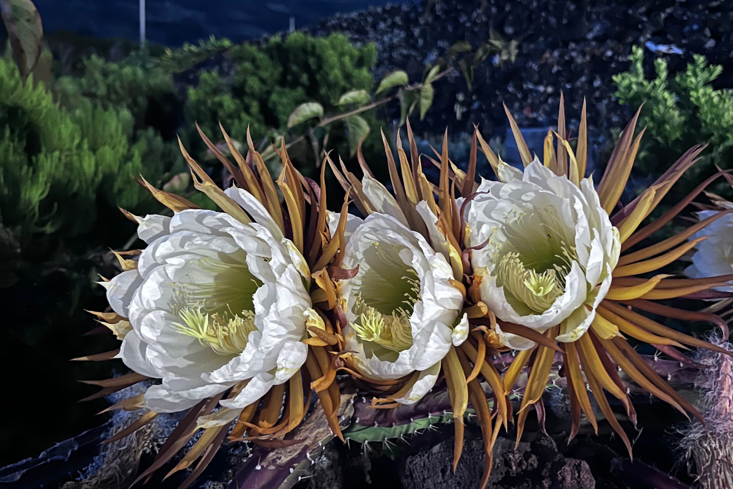 Biosphere Flora