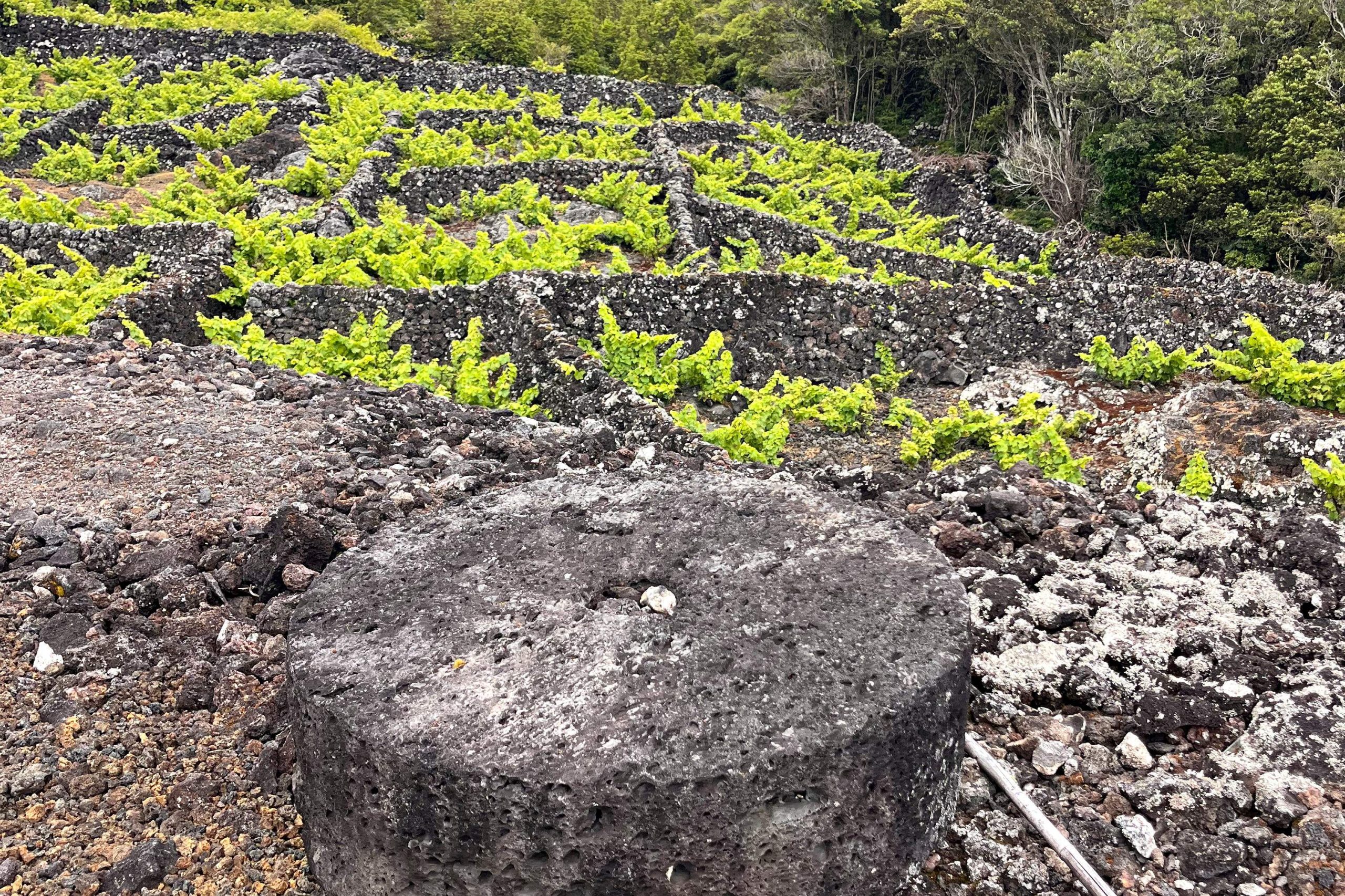 Vinho de Cheiro 